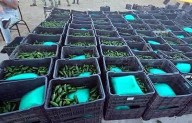 Hallan entre chiles… una tonelada de droga