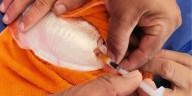 Palometa amazónica: científicos desarrollan método sostenible para su cultivo en Ucayali
