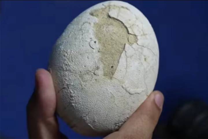 Descubren un huevo de dinosaurio carnívoro en perfecto estado en Río Negro