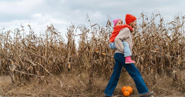 The corn maze craze and why we love getting lost every fall