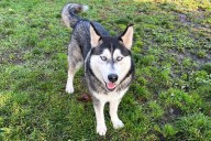 Meet Canyon: The Gentle Husky Ready For Adventure