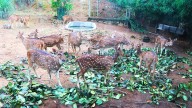Poet's heart broken by sight of dead 'Krishna Mrugangal': India's first designer zoo opening soon
