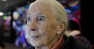 Jane Goodall, conservationist renowned for chimpanzee research and environmental advocacy, has died