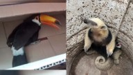 ¡Una buena! Rescatan un oso melero en cautiverio y salvan un tucán con el pico atado