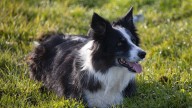 Las 5 pruebas caseras que definen si tu perro es más inteligente que el resto