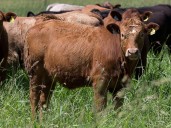 New Brunswick physician loses tax battle over beef farm