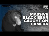 Massive black bear searches for food outside North Bend home