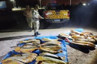 Decomisaron más de 400 kilos de dorados y surubíes en un operativo de control