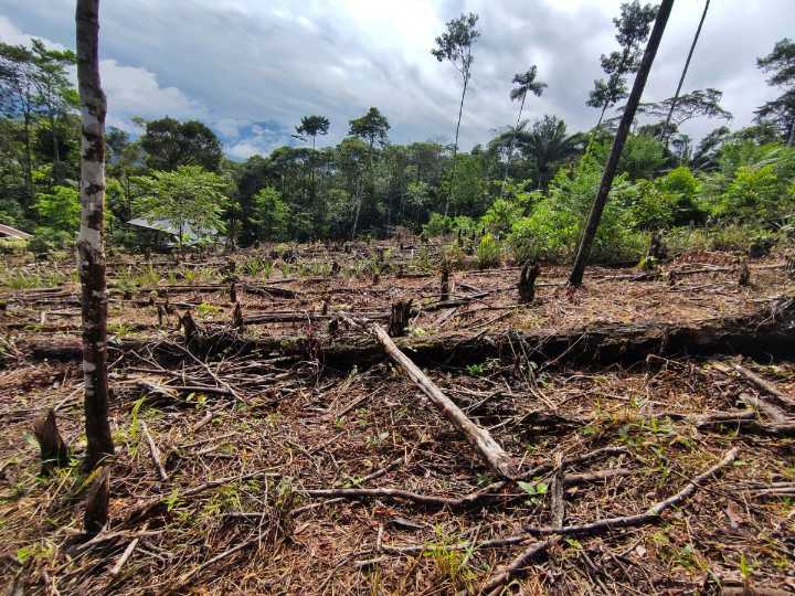 El potencial de reforestación mundial va en un 5,4% 