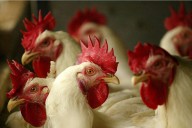 Grant County Bird Flu Confirmed – Protect Your Poultry Now