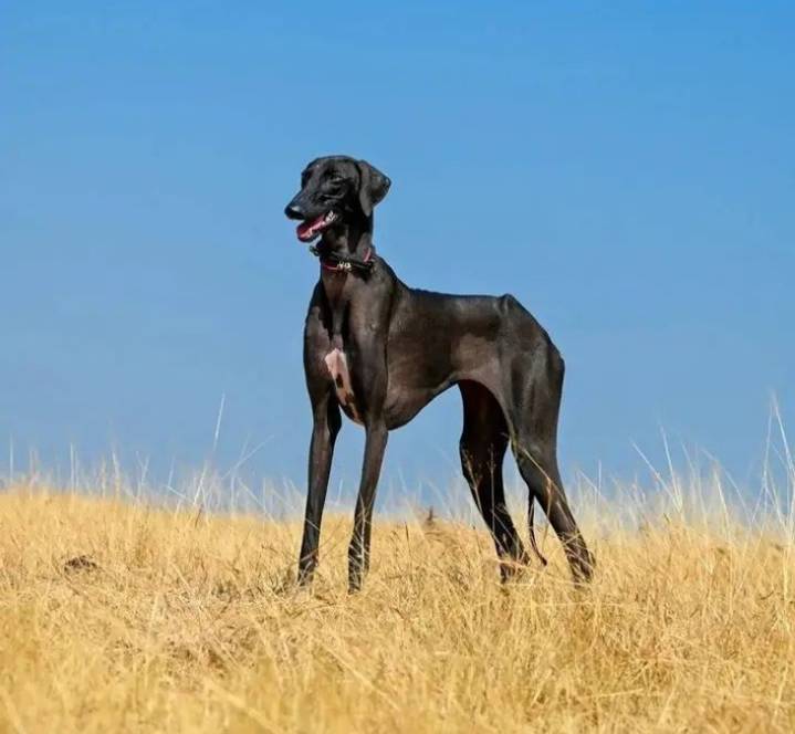 PM Modi hails rise of indigenous dogs in BSF & CRPF contingents
