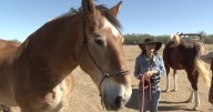 Equine Voices Sanctuary in Amado hosts fundraiser to expand mission of saving horses from slaughter