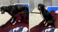 California Shelter Dog Returned Four Times Still Hopes For A Place To Call Home