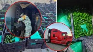 Kilos de drogas son asegurados en San Luis Río Colorado