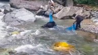 Wildlife dept officials rescue pregnant black bear trapped in river after 48