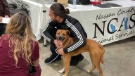 Jacksonville Humane Society hosts free weekend pet adoption festival