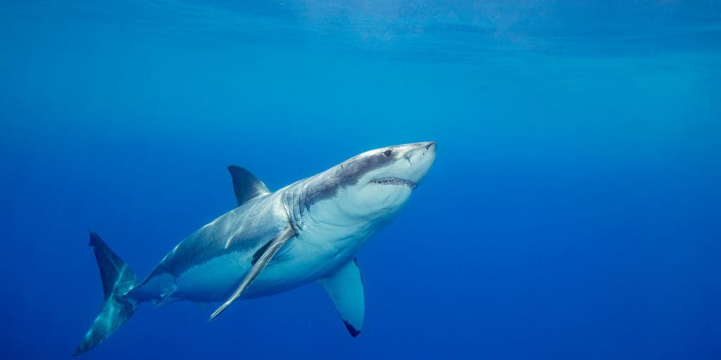 50-year-old man attacked by shark in Catalina Channel