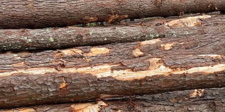Log truck rollover reported on Hwy 3