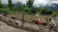 Mizoram to introduce crop insurance soon: Minister