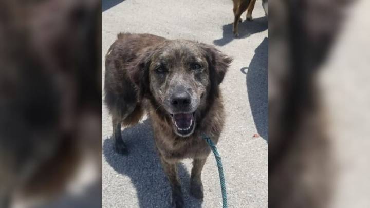 Texas Dog Missing For Seven Months Reunites With Her Mom In Emotional Shelter Scene