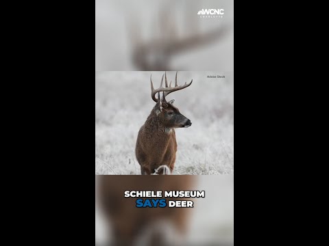 Deer mating season: What to know