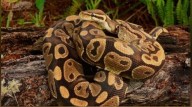 J&K: Giant Python Captured in Rajouri