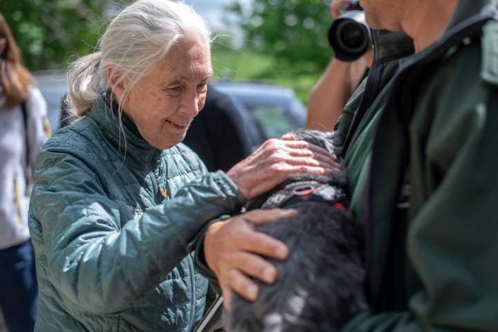 Primatologist Jane Goodall dead at 91