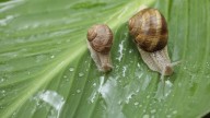 The Key To Preventing Snails From Invading Your Garden