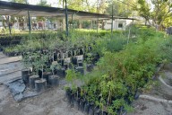 Invitan a nueva jornada de entrega de árboles nativos en Vivero Municipal de Hermosillo