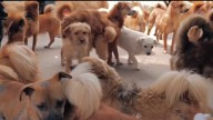 Condado Hidalgo prohíbe venta de mascotas al aire libre en zonas rurales