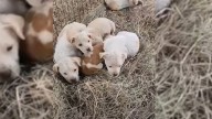 Connecticut Woman Heard Faint Noise Coming From A Barn Only To Discover Furry Surprises Inside