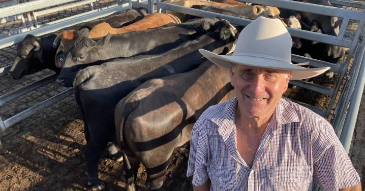 Bushed bullocks yield great returns