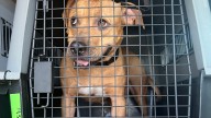 NJ pet stores concerned over recent statements by attorney general