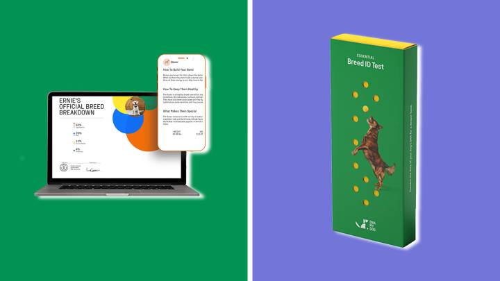 DNA My Dog Breed ID Test on sale for the holiday season