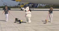 Snoopy and the Goodyear Blimp deliver future service dogs to their trainers in Southern California