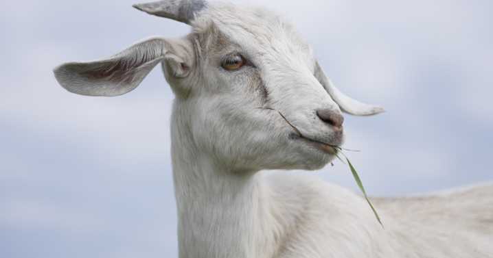 Montana Ag Network: St. Ignatius goats grazing for a good reason