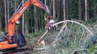 Arume urge la prórroga de la moratoria del eucalipto hasta que haya un reglamento específico
