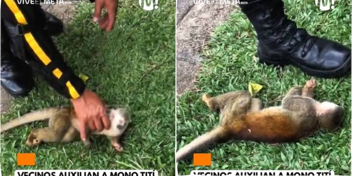 Comunidad de Villavicencio atendió a mono titi tras sufrir descarga eléctrica por falta de pasafauna en el sector