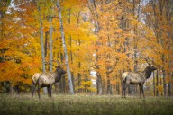 Clearcutting in Northern Michigan’s elk country creates aspen buffet for wildlife, DNR says