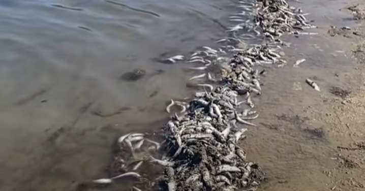 Gold Coast council declares water safe for swimming after fish kill