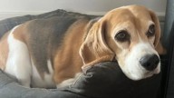 Aaron Ramsey ofrece 10 mil dólares de recompensa por su perrita 'Halo' desaparecida
