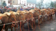 Las ferias ganaderas de Asturias, suspendidas hasta final de año para frenar la dermatitis nodular