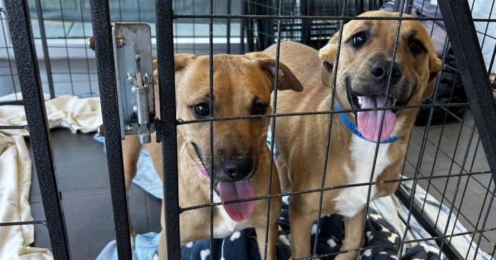 Crown Subaru sponsors all pets adopted at McKamey adoption event