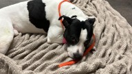 Pit bull thrown from balcony while trying to protect teen, deputies say
