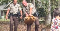 Slow crime day: CCSO responds to loose tortoise call