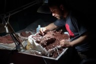 New species of long-necked dinosaur discovered