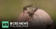 Camden County reports first human case of West Nile Virus of 2025