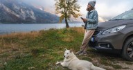 The Incredible Journey: Exclusive Animal-Friendly Road Trips Are Here