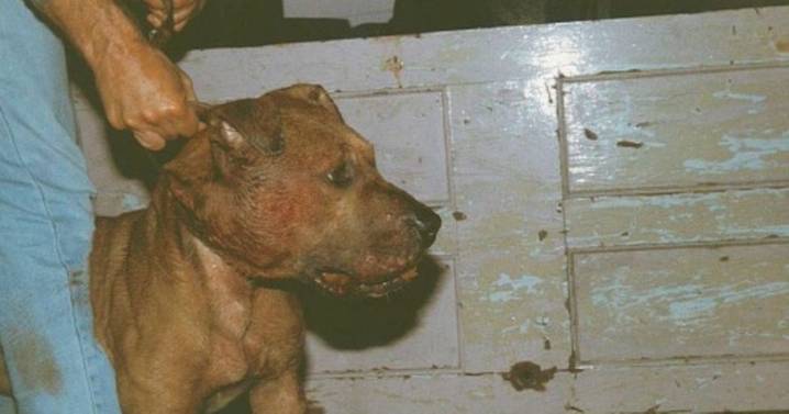 Two men jailed for dog fights in Birmingham basement lasting hours at a time