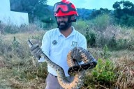 Capturan boa en lote baldío del fraccionamiento Oasis